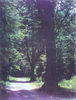 Forest_in_Shomal.jpg
